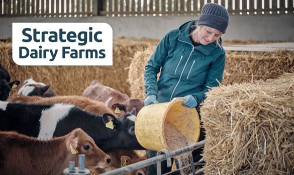 A farmer feeding cows at Rough Grounds Farm.